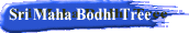 Sri Maha Bodhi Tree 